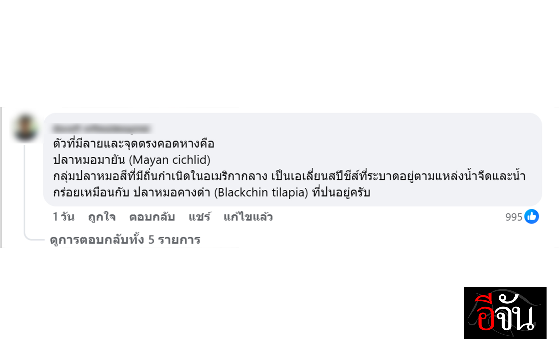 โซเชียลแชร์ภาพ “ปลาหมอมายัน” เต็มกะละมัง อ.เจษฎ์ ชี้ ไม่ดังเท่าคางดำ