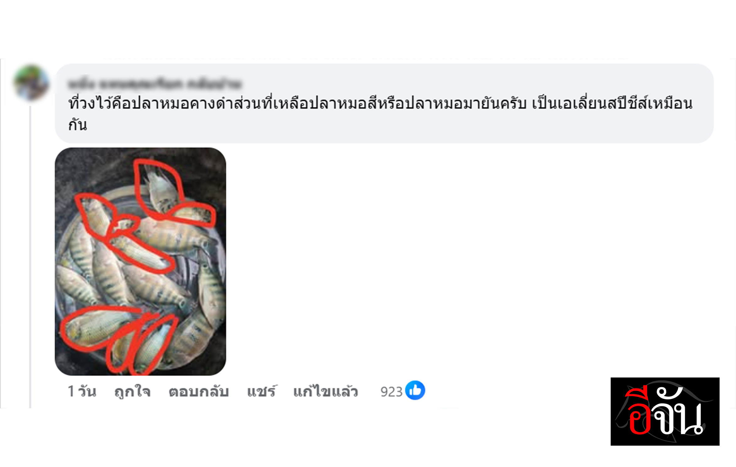 โซเชียลแชร์ภาพ “ปลาหมอมายัน” เต็มกะละมัง อ.เจษฎ์ ชี้ ไม่ดังเท่าคางดำ