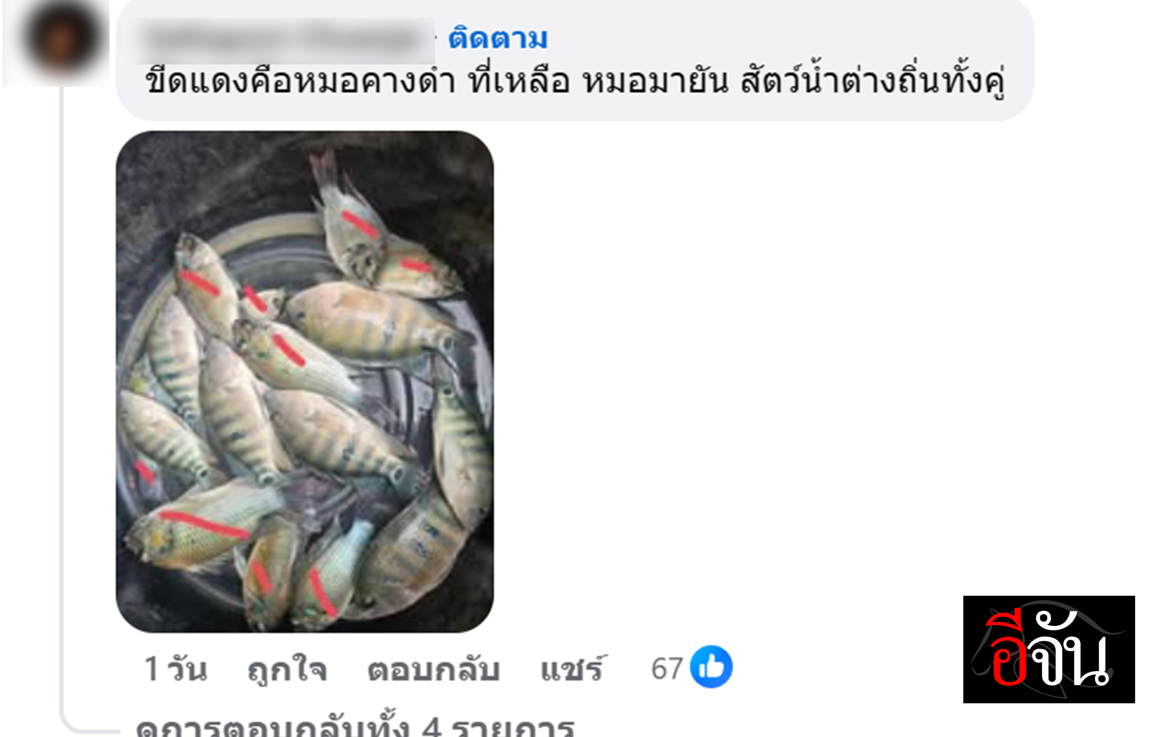 โซเชียลแชร์ภาพ “ปลาหมอมายัน” เต็มกะละมัง อ.เจษฎ์ ชี้ ไม่ดังเท่าคางดำ